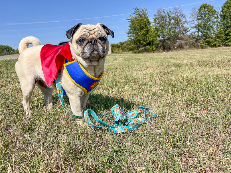 SuperDog Harness | Super Blue & Super Pink